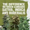 Diferencias entre el Cannabis Sativa, Indica y Ruderalis