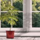 Cómo cultivar marihuana en un alféizar de ventana