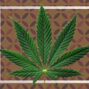¿Qué son las hojas de cannabis en forma de abanico?