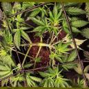Errores del entrenamiento del cannabis - Qué evitar