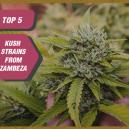 Las 5 mejores variedades Kush de Zambeza Seeds