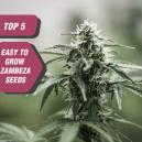 Las 5 semillas más fáciles de cultivar de Zambeza