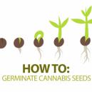 Cómo germinar semillas de Cannabis