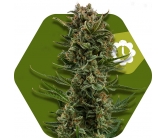 White Widow XL Autofloreciente