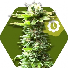 Power Kush Autofloreciente