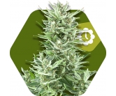 Big Bud XXL Autofloreciente