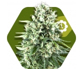 Super Silver Haze Autofloreciente