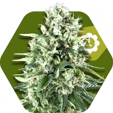 Super Silver Haze Autofloreciente