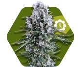 Northern Lights XL Autofloreciente