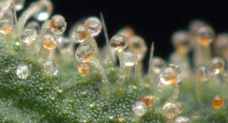 Cannabis Ámbar tricomas