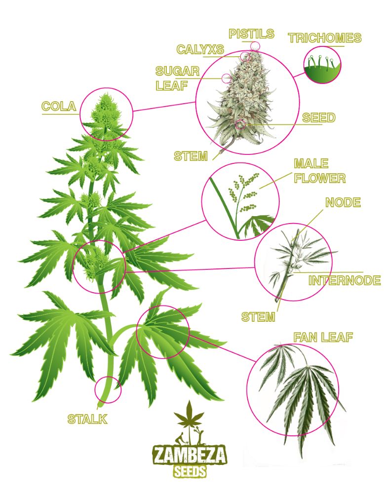 La anatomía de una planta de marihuana