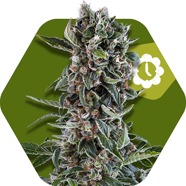 blueberry cheese autoflowering cannabis strain