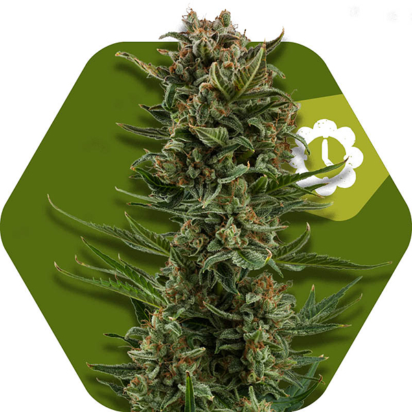 white widow xl autoflowering cannabis strain