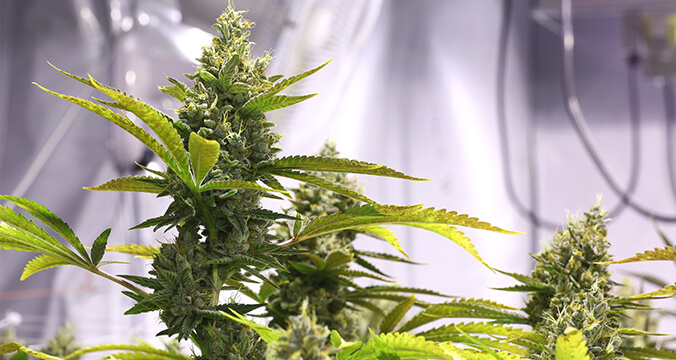 Las plantas de cannabis automáticas pueden producir flores listas para la cosecha en solo seis o siete semanas desde la germinación