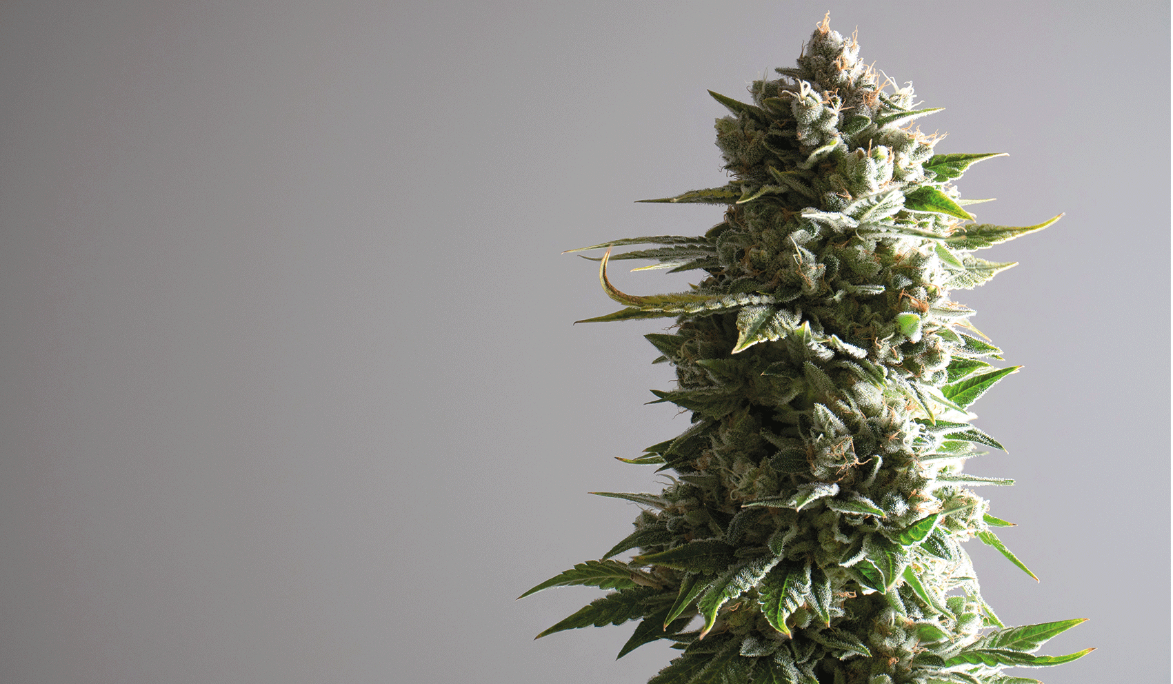 Cannabis bud