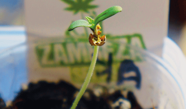  Zambeza Semilla De Cannabis Germinada