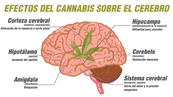 Efectos del cannabis sobre el cerebro