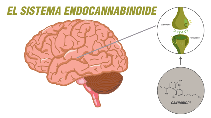 El sistema Endocannabinoide