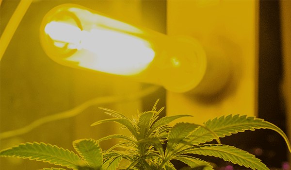 Cannabis grown under HID lights
