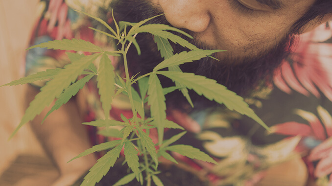 Planta de Cánnabis cultivada en interior