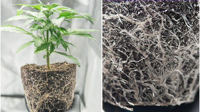 Raíces de plantas de cannabis