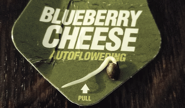 Radícula de Blueberry Cheese