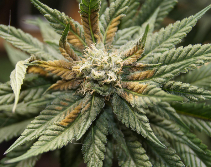 La deficiencia de boro cannabis
