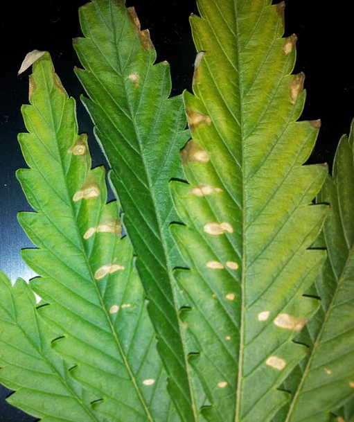 La deficiencia de calcio cannabis plantas