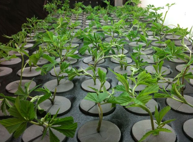  Clones de cannabis Plantas