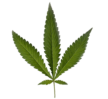 Cannabis Ruderalis hoja