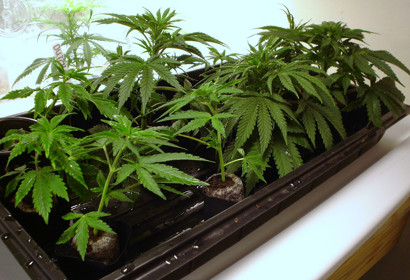 Los clones de cannabis