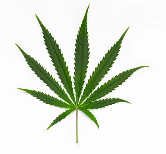 Cannabis Sativa hoja