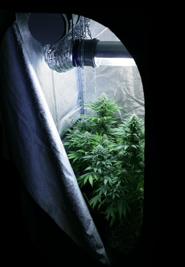 El cuarto de cultivo