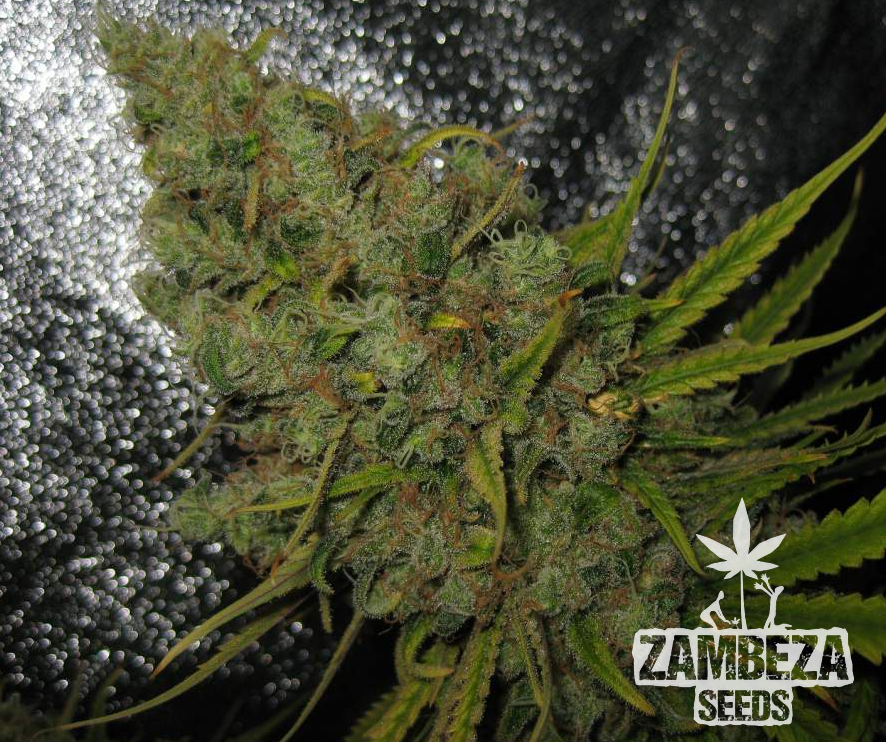 Original Amnesia Haze Semillas Feminizadas de Cannabis