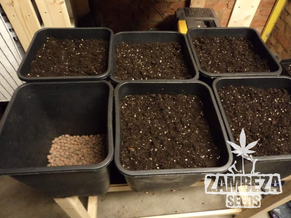 Crear suelo para sus plantas de cannabis