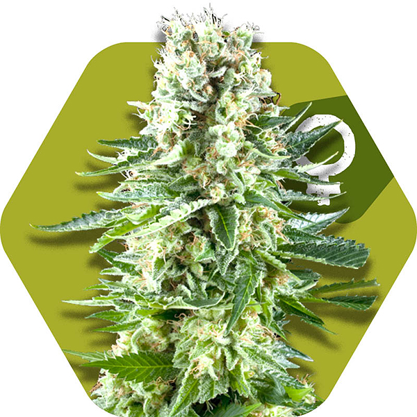 white widow cannabis strain