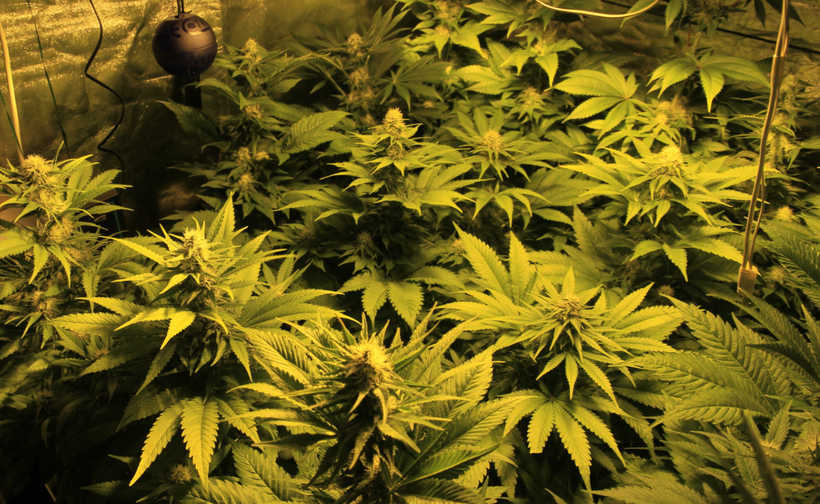 Plantas de cannabis de interior