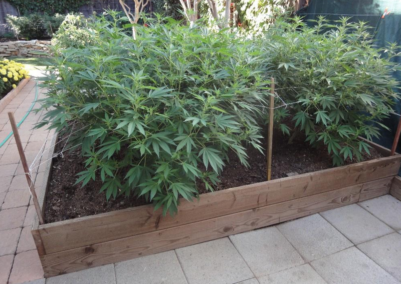 El cultivo de semillas de cannabis en el exterior