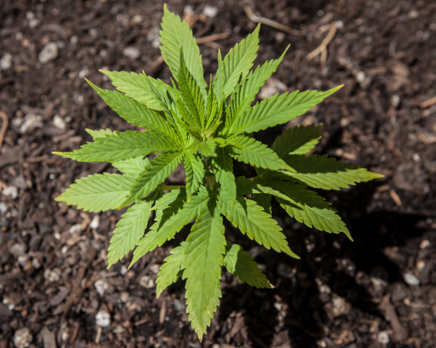 Pequeña Planta de Cannabis