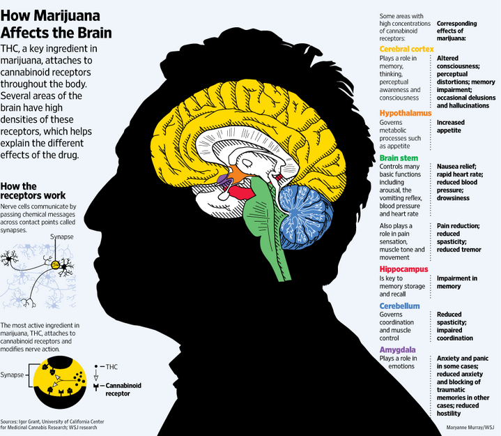 THC y el cerebro