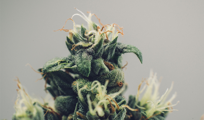 ¿Qué son los híbridos de cannabis y cómo se crean?