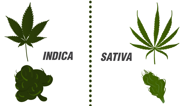 Indica vs Sativa