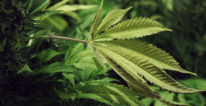 Fotosíntesis plantas de cannabis co2