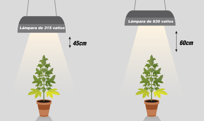 La distancia adecuada entre la luz y las plantas