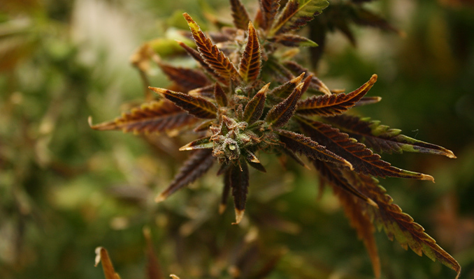 Acerca de la quemadura del cannabis por luz y cómo prevenirla