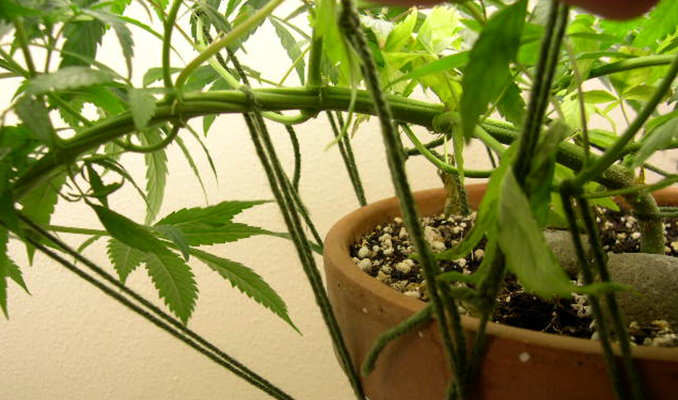 Entrenamiento de bajo estrés: aumenta la producción de tu marihuana