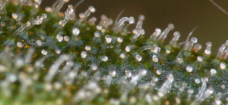 Cannabis Vía tricomas