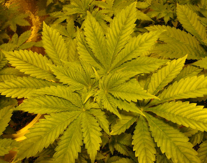 La deficiencia de nitrógeno cannabis