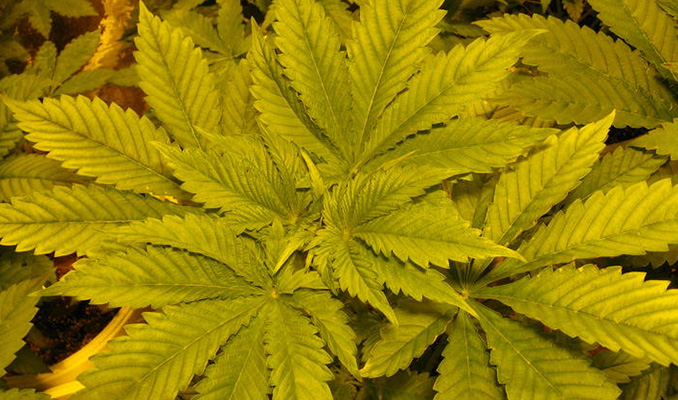 Deficiencia de nitrógeno en plantas de marihuana