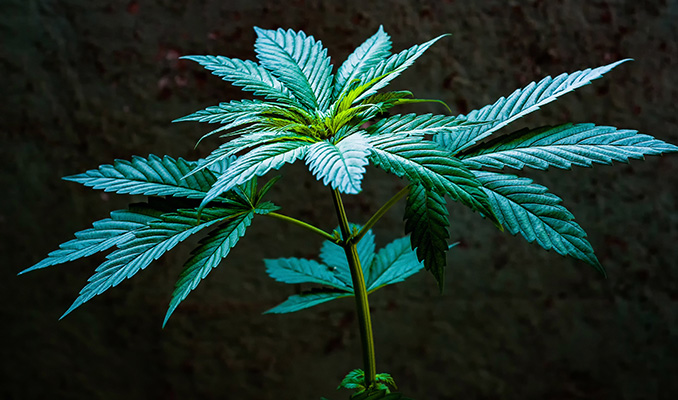 La fase vegetativa de la marihuana